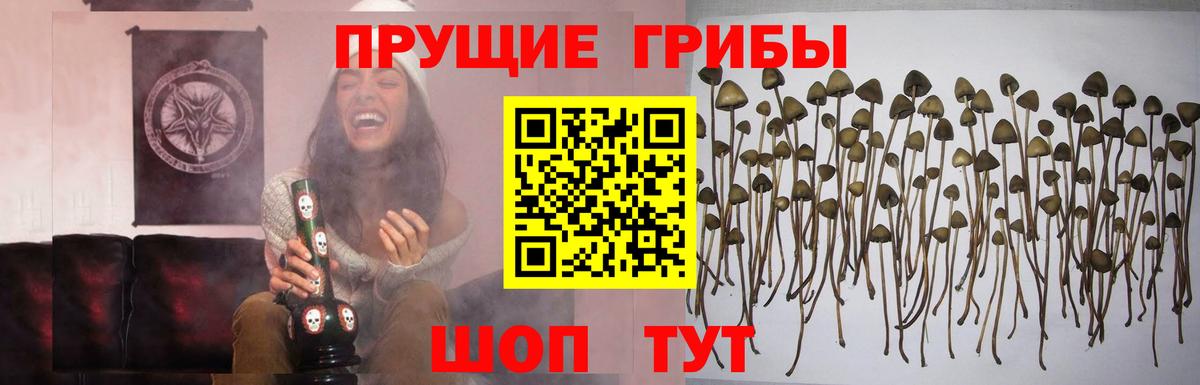 Псилоцибиновые грибы Psilocybine cubensis Менделеевск